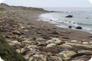 Elephant Seals at Piedras Blancas