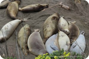 Elephant Seals at Piedras Blancas