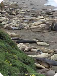 Elephant Seals at Piedras Blancas