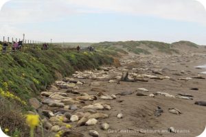 Elephant seals at Piedras Blancas