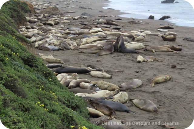 Elephant Seals at Piedras Blancas