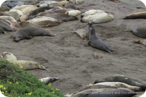 Elephant Seals at Piedras Blancas