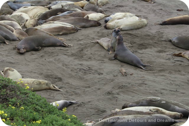 Elephant Seals at Piedras Blancas