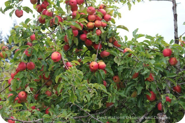 A Merry Time At Merridale Cidery: the apples