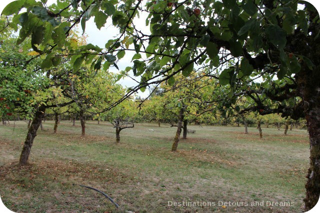 A Merry Time at Merridale Cidery: the orchard