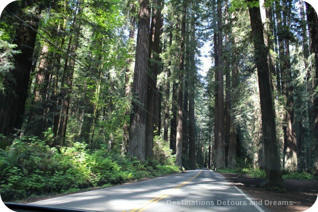 California North Coast Highlights: Avenue of the Giants