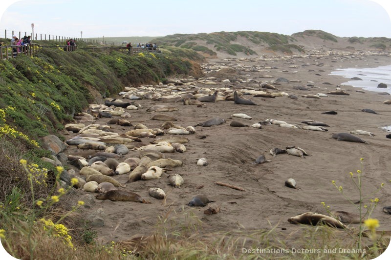 California Pacific Coast: elephant seals at Piedras Blanca Rookery