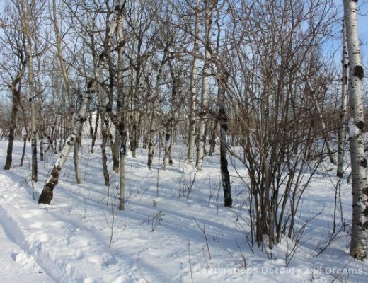 Winnipeg Winter Fun at a Nature Preserve: FortWhyte Alive