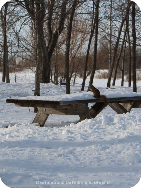 Winnipeg Winter Fun at FortWhyte Alive