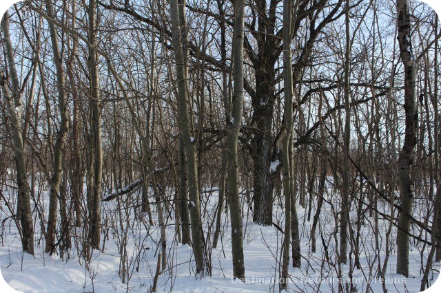 Winnipeg Winter Fun at FortWhyte Alive