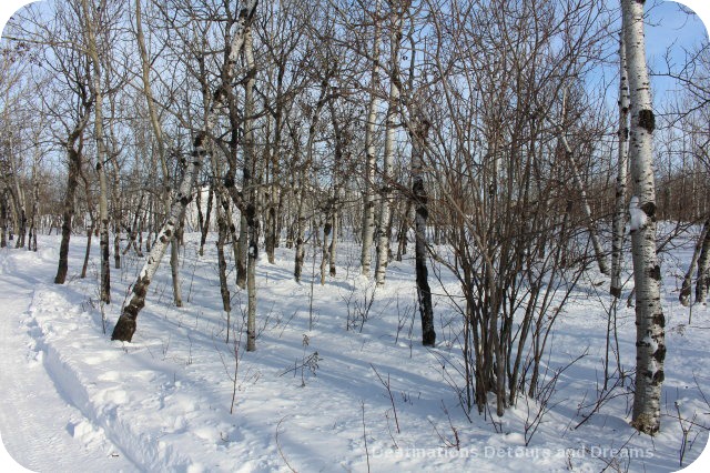 Winnipeg Winter Fun at a Nature Preserve