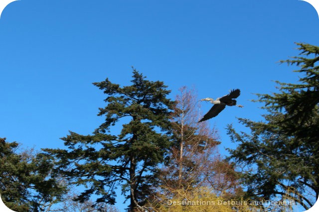 Blue heron at Beacon Hill Park, Victoria, British Columbia