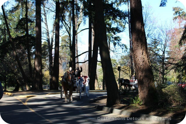 Horse carriage ride at Beacon Hill Park, Victoria, British Columbia