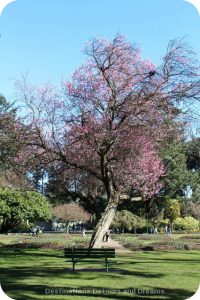 Cherry blossoms at Beacon Hill Park, Victoria, British Columbia