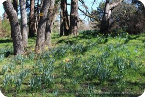 Daffodils blooming in Beacon Hill Park, Victoria, British Columbia