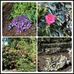 Spring blooms in Beacon Hill Park, Victoria, British Columbia