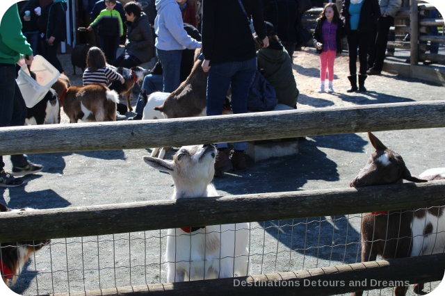 Beacon Hill Children's Farm, Victoria, British Columbia