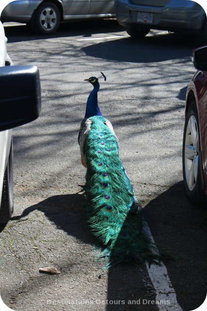Peacock at Beacon Hill Park, Victoria, British Columbia