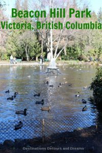 Beacon Hill Park: a 200-acre park in downtown Victoria, British Columbia with trees, paths, ponds, playgrounds, children's farm