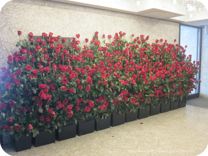 Art in Bloom: a floral display inspired by art at the Winnipeg Art Gallery: row of roses outside the gallery