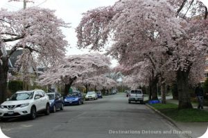 Cherry Blossom Time in The Garden City: Victoria, British Columbia