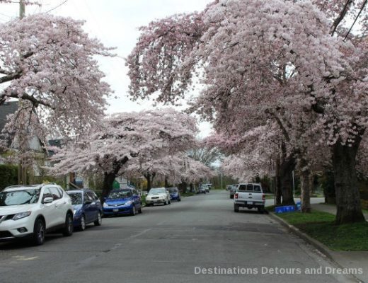 Cherry Blossom Time in The Garden City: Victoria, British Columbia