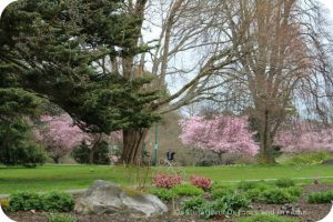 Cherry Blossom Time in The Garden City, Victoria, British Columbia - Beacon Hill Park