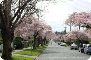 Cherry blossom time in Victoria, British Columbia attracts photographers