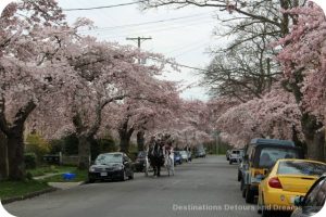 Cherry blossoms on South Turner Street, Victoria, British Columbia