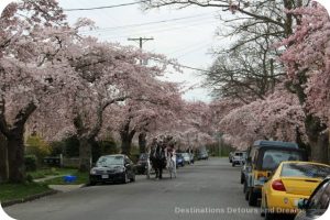 Cherry blossoms on South Turner Street, Victoria, British Columbia