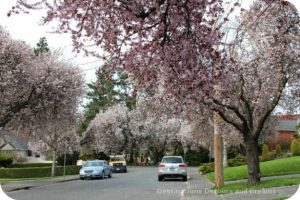 Cherry blossoms in Victoria, British Columbia