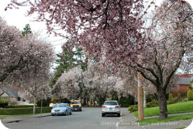 Cherry blossoms in Victoria, British Columbia