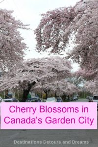 Cherry Blossom Time in The Garden City, Victoria, British Columbia