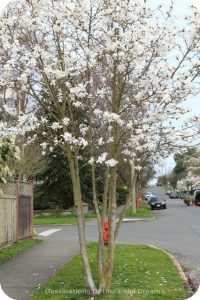Magnolia blossoms on Linden Street, Victoria, British Columbia