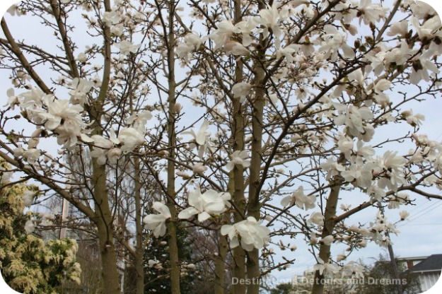 Magnolia blooms in Victoria, British Columbia