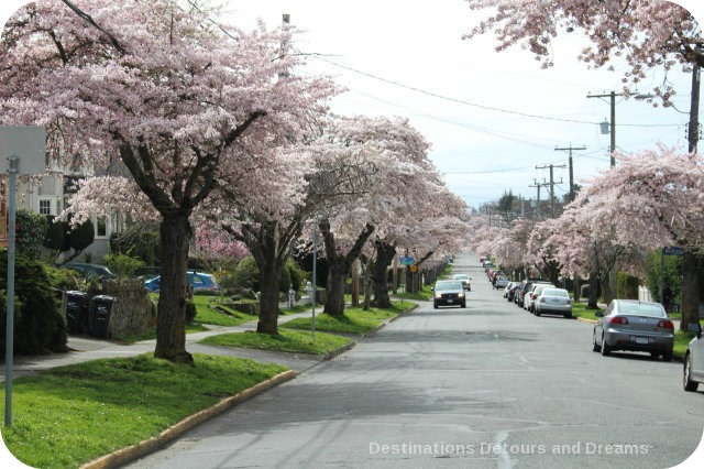 Cherry blossoms on Moss Street, Victoria, British Columbia