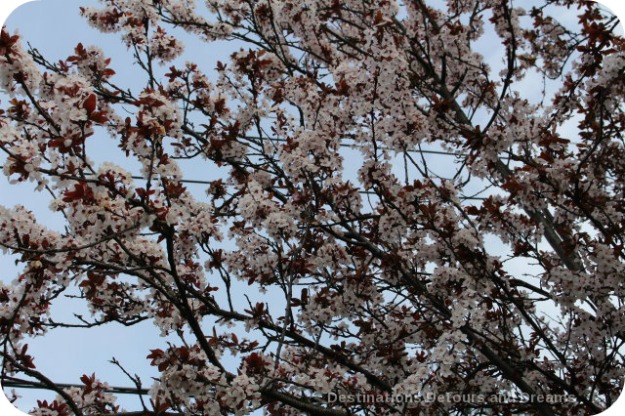 Cherry blossom time in The Garden City, Victoria, British Columbia