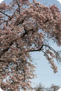 Cherry blossom time in The Garden City, Victoria, British Columbia