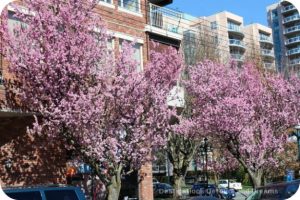 Blossoms on View Street, Victoria, British Columbia