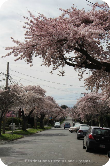 Cherry blossom time in The Garden City, Victoria, British Columbia