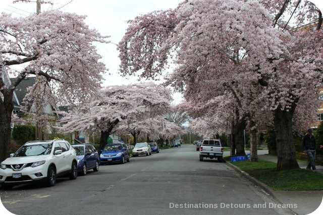 Cherry Blossom Time in The Garden City