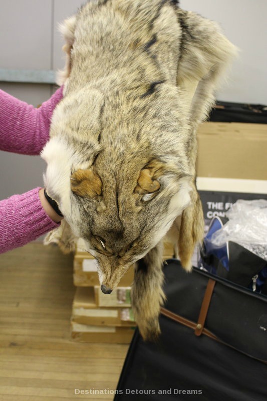 Behind the scenes at the Costume Museum of Canada - fur stole