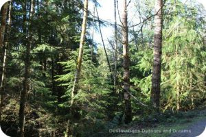 Scenery along the trail to the historic Kinsoh Trestle Bridge on Vancouver Island