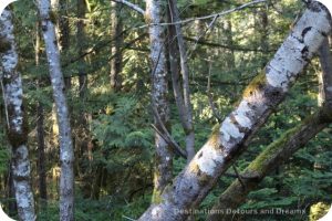 Scenery along the trail to the historic Kinsoh Trestle Bridge on Vancouver Island