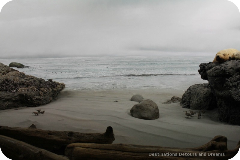 The story of British Columbia at the Royal BC Museum - sea landscapes