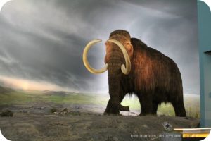 The story of British Columbia at the Royal BC Museum in Victoria - mammoths once lived all over North and Central America