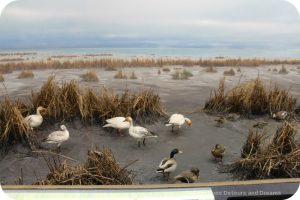 The story of British Columbia at the Royal BC Museum - marshland