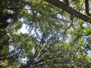 Sun shining through the treetops on a Winnipeg summer day