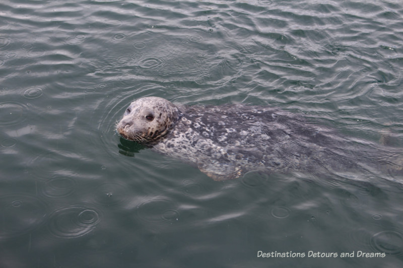 Sea otter at Fisherman's Wharf in Victoria, British Columbia