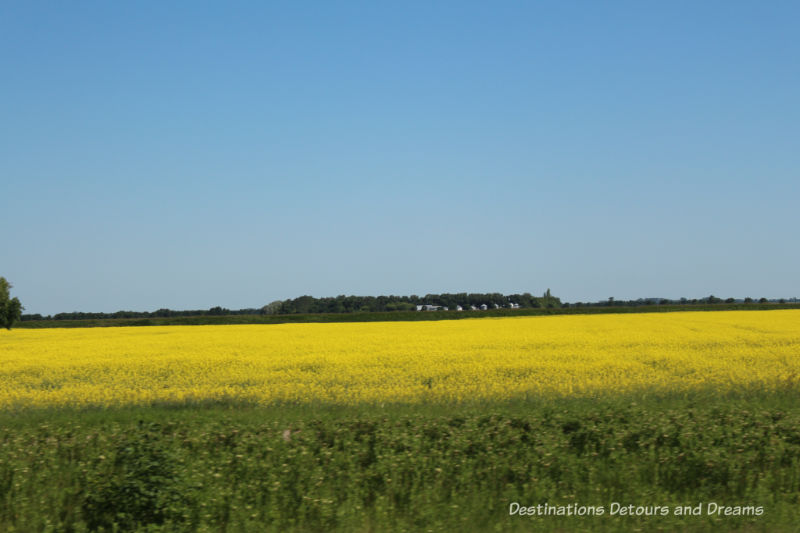 Canadian Prairie Summer Road Trip Photo Story: yellow canola fields
